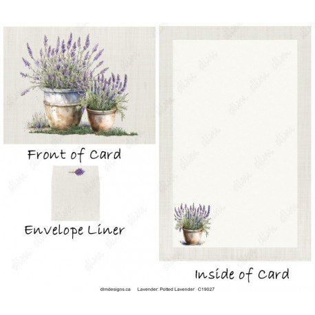 Lavender - Potted Lavender