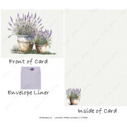 Lavender - Potted Lavender 2