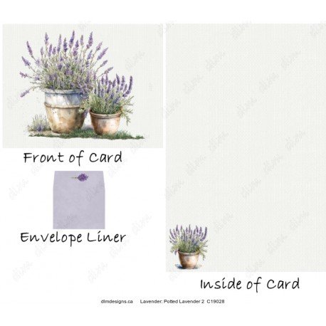 Lavender - Potted Lavender 2