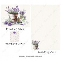 Lavender - Lavender Cuttings